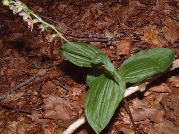 Epipactis helleborine